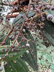 Miconia miocarpa