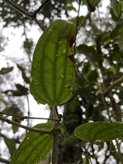 Smilax domingensis