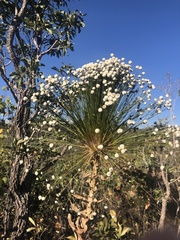 Paepalanthus chiquitensis