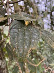 Smilax domingensis