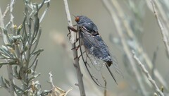 Hadoa chiricahua
