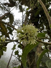Smilax domingensis