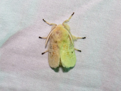 Megalopyge crispata