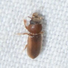 Tropicus pusillus
