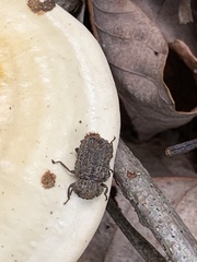 Bolitotherus cornutus