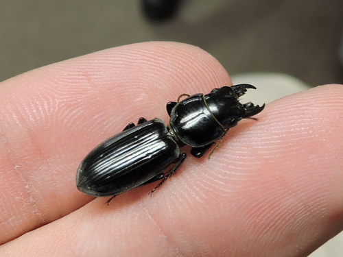 Big-headed Ground Beetle