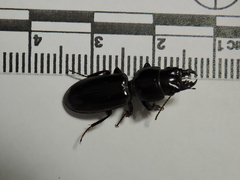 Scarites subterraneus