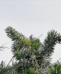 Pitangus sulphuratus