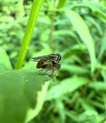 Toxomerus marginatus