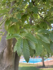 Quercus castaneifolia