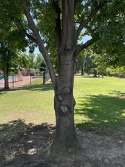 Quercus castaneifolia