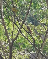 Pitangus sulphuratus