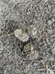 Quercus castaneifolia