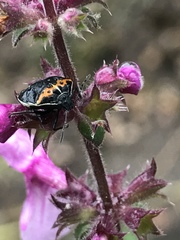 Cosmopepla conspicillaris