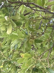 Quercus castaneifolia