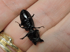 Scarites subterraneus