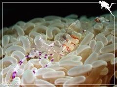 Ancylomenes speciosus