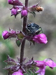 Cosmopepla conspicillaris