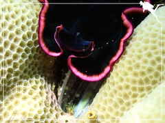 Pseudobiceros gloriosus