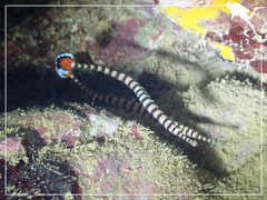 Dunckerocampus chapmani