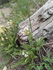Polemonium brandegeei