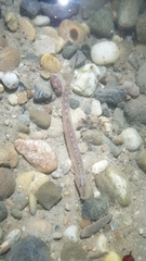 Cobitis taenia