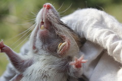 Heteromys desmarestianus