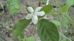 Casearia yucatanensis