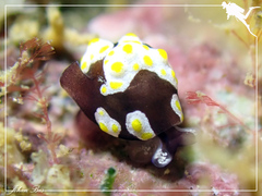 Colpodaspis thompsoni