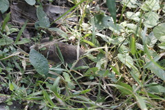 Heteromys desmarestianus