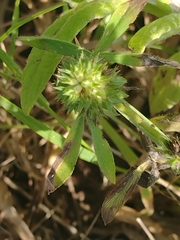 Trifolium squamosum
