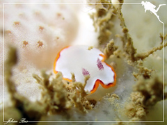 Goniobranchus rubrocornutus