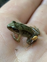 Pelophylax esculentus