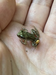 Pelophylax esculentus