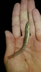 Cobitis taenia