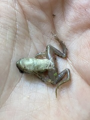 Pelophylax esculentus