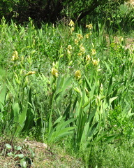 Iris imbricata