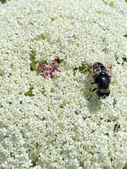 Eristalis saxorum