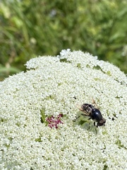 Eristalis saxorum