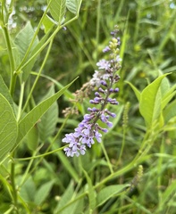 Orbexilum onobrychis