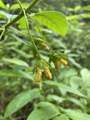 Lonicera involucrata involucrata