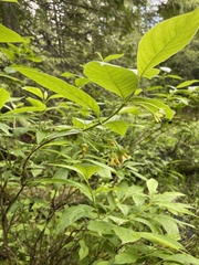 Lonicera involucrata involucrata