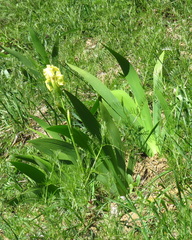 Iris imbricata