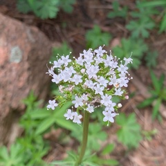 Valeriana occidentalis