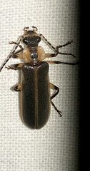 Podabrus basillaris