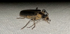 Podabrus basillaris