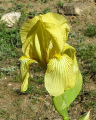 Iris imbricata