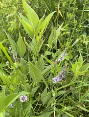 Orbexilum onobrychis