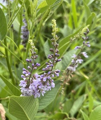 Orbexilum onobrychis