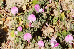 Ononis spinosa procurrens